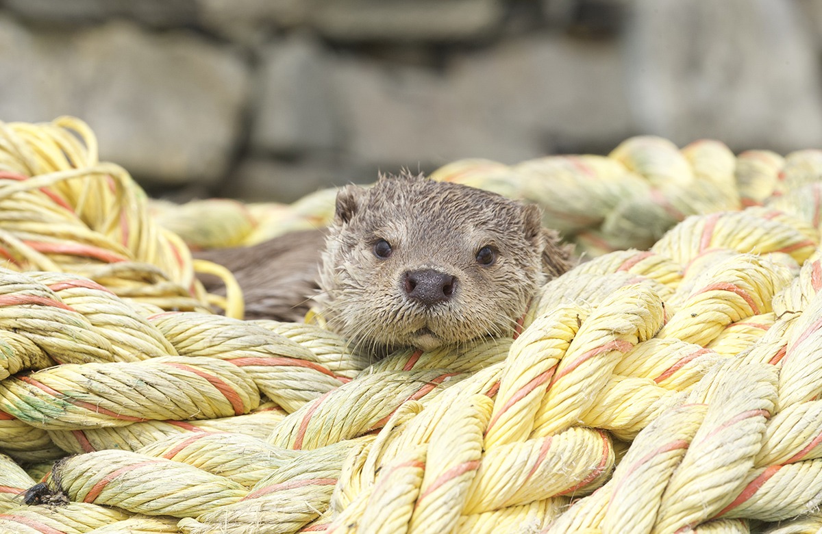 A small otter is hiding in a pile of ropes.