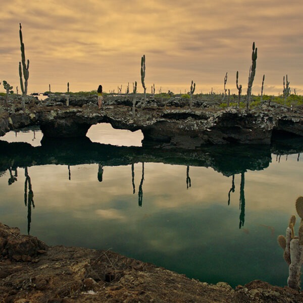 A cactus in the water.